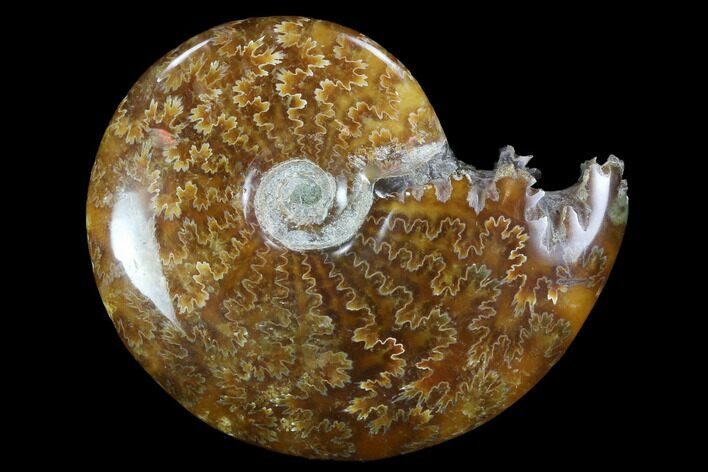 Polished, Agatized Ammonite (Cleoniceras) - Madagascar #97228